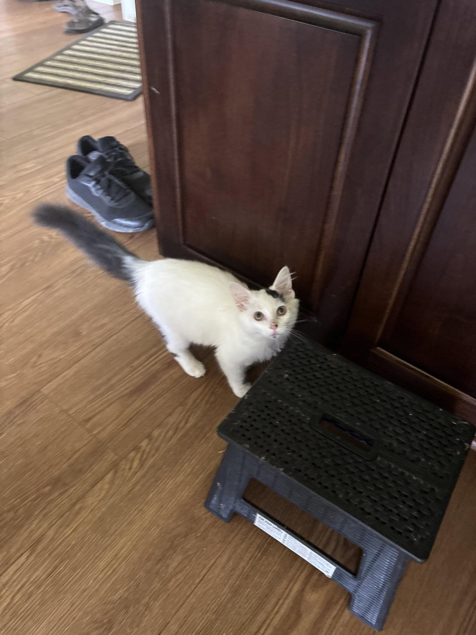 Enlarge Marshmallow  ( th), a Adopted Domestic Medium Hair in White Bluff, TN image 2/2