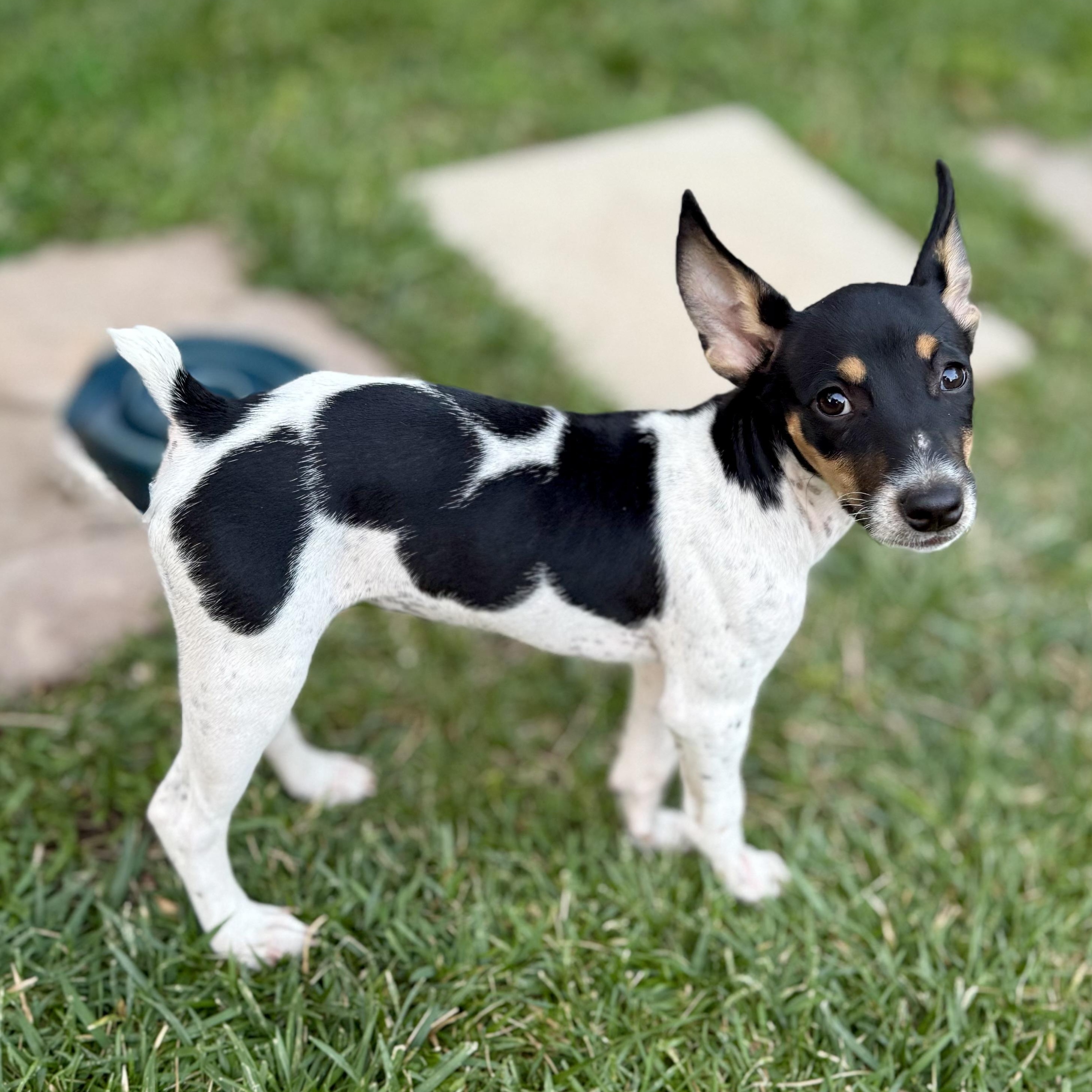 Enlarge SPOTTY, a Adoptable mixed breed in Murrieta, CA image 1/1