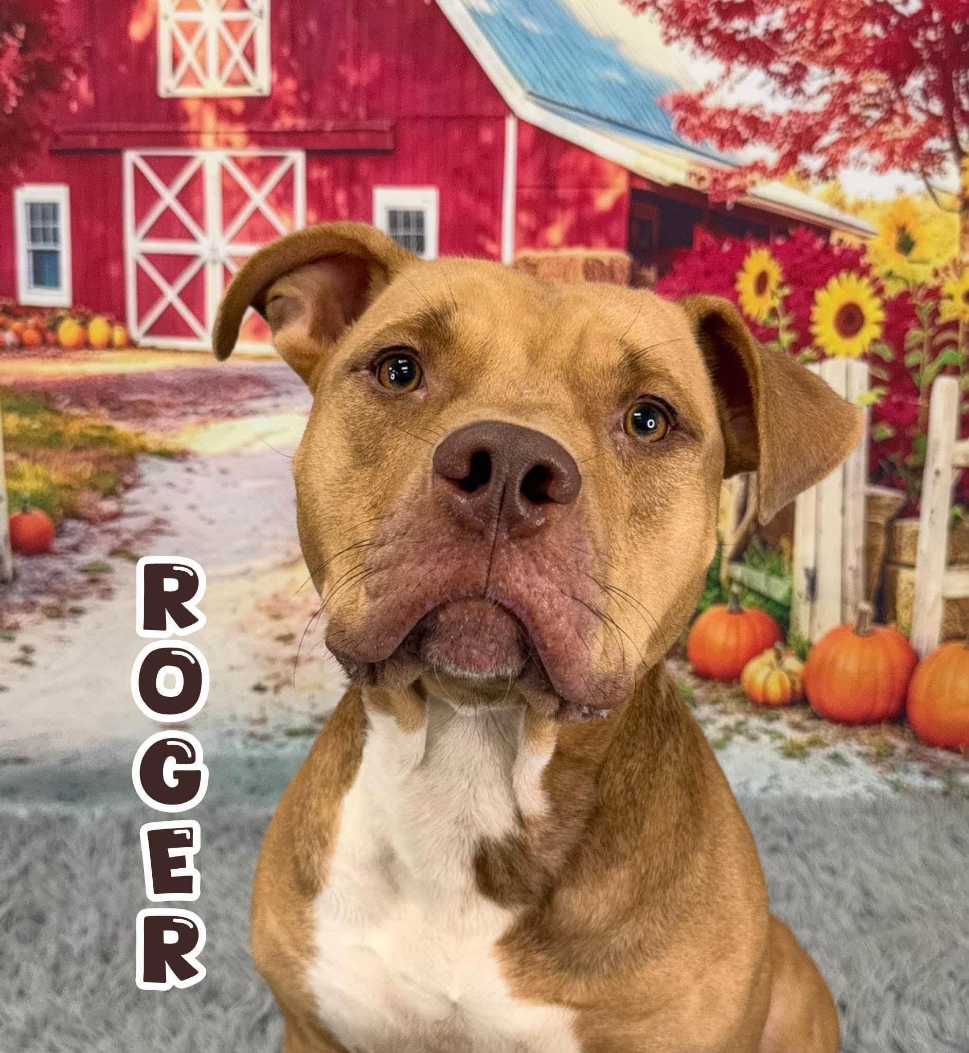 Roger, Adoptable, Adult Male Mixed Breed.