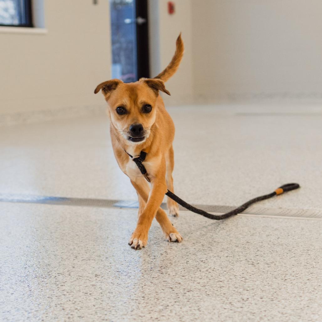 Nicholas, Adoptable, Adult Male Jack Russell Terrier & Mixed Breed.