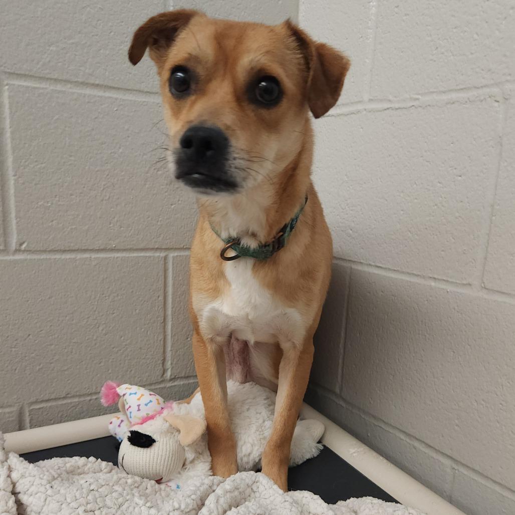 Enlarge Nicholas, a Adoptable mixed breed in Fort Wayne, IN image 3/6