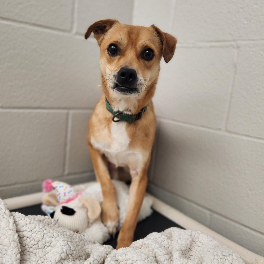 Enlarge Nicholas, a Adoptable mixed breed in Fort Wayne, IN image 4/6