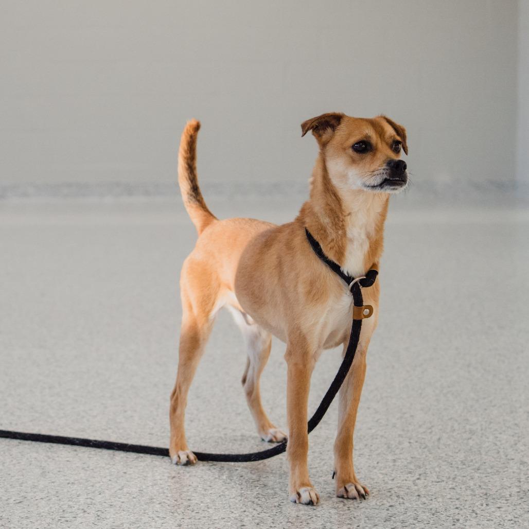 Enlarge Nicholas, a Adoptable mixed breed in Fort Wayne, IN image 5/6