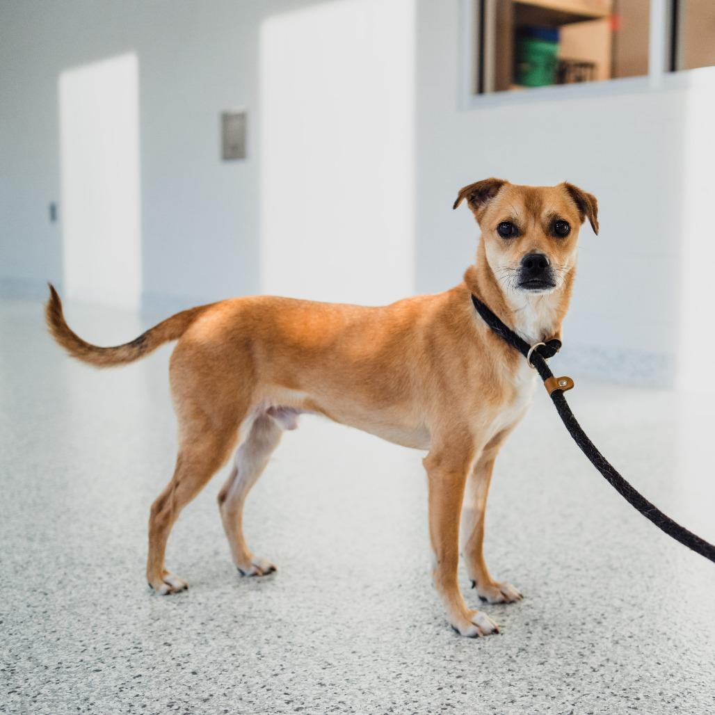Enlarge Nicholas, a Adoptable mixed breed in Fort Wayne, IN image 6/6