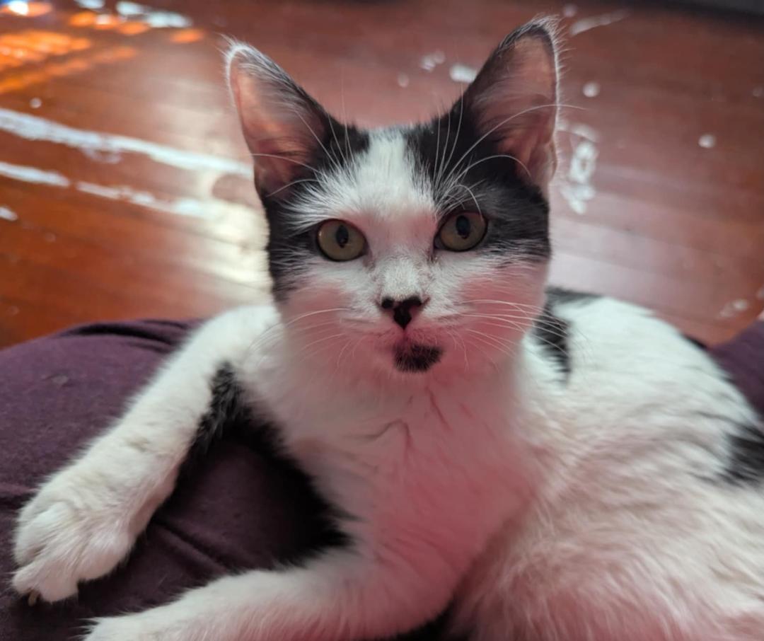 MuMu, Adoptable, Young Female Domestic Medium Hair.