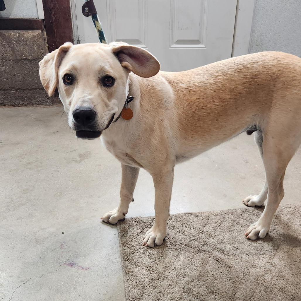 Ritchie, a Adoptable mixed breed in Prescott, AZ image 1/6