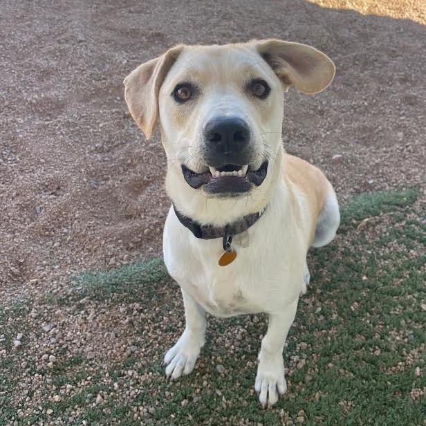 Ritchie, a Adoptable mixed breed in Prescott, AZ image 2/6