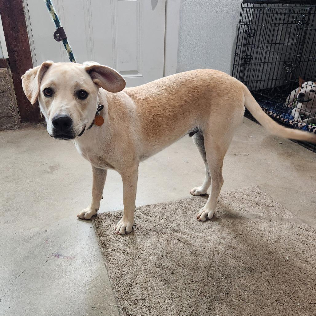 Ritchie, a Adoptable mixed breed in Prescott, AZ image 3/6