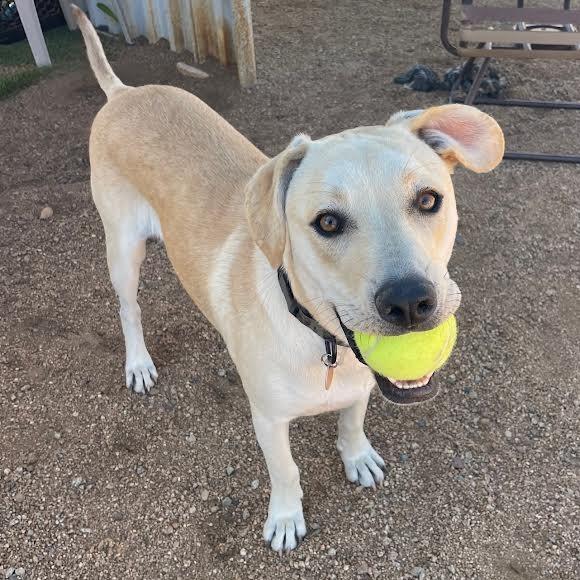 Ritchie, a Adoptable mixed breed in Prescott, AZ image 4/6