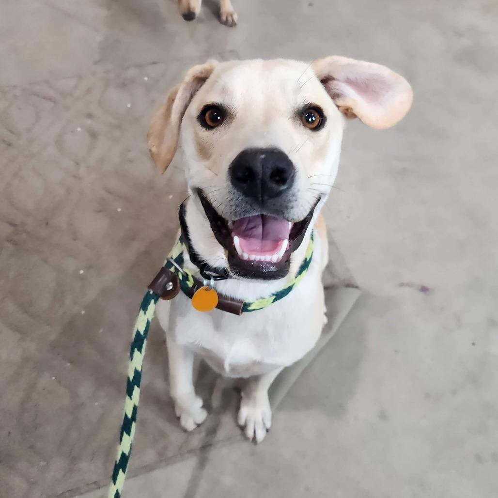 Ritchie, a Adoptable mixed breed in Prescott, AZ image 5/6