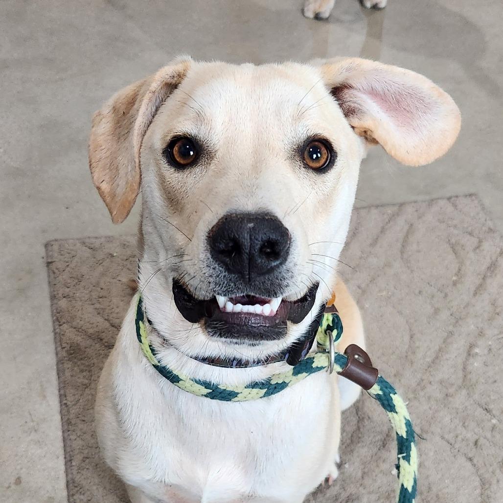 Ritchie, a Adoptable mixed breed in Prescott, AZ image 6/6
