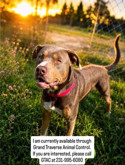 Baxter 4008, Adoptable, Adult Male Mixed Breed & Mixed Breed.