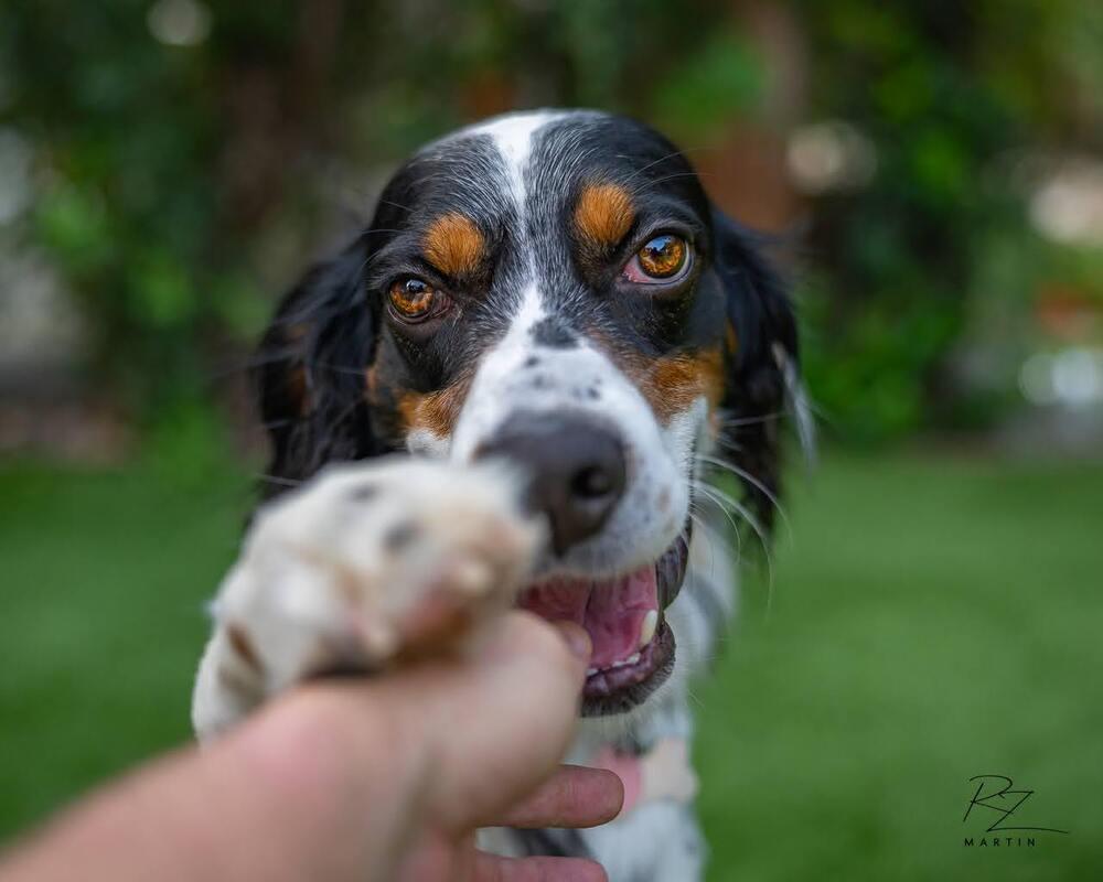Available - Charlie, Adoptable, Young Male English Setter.