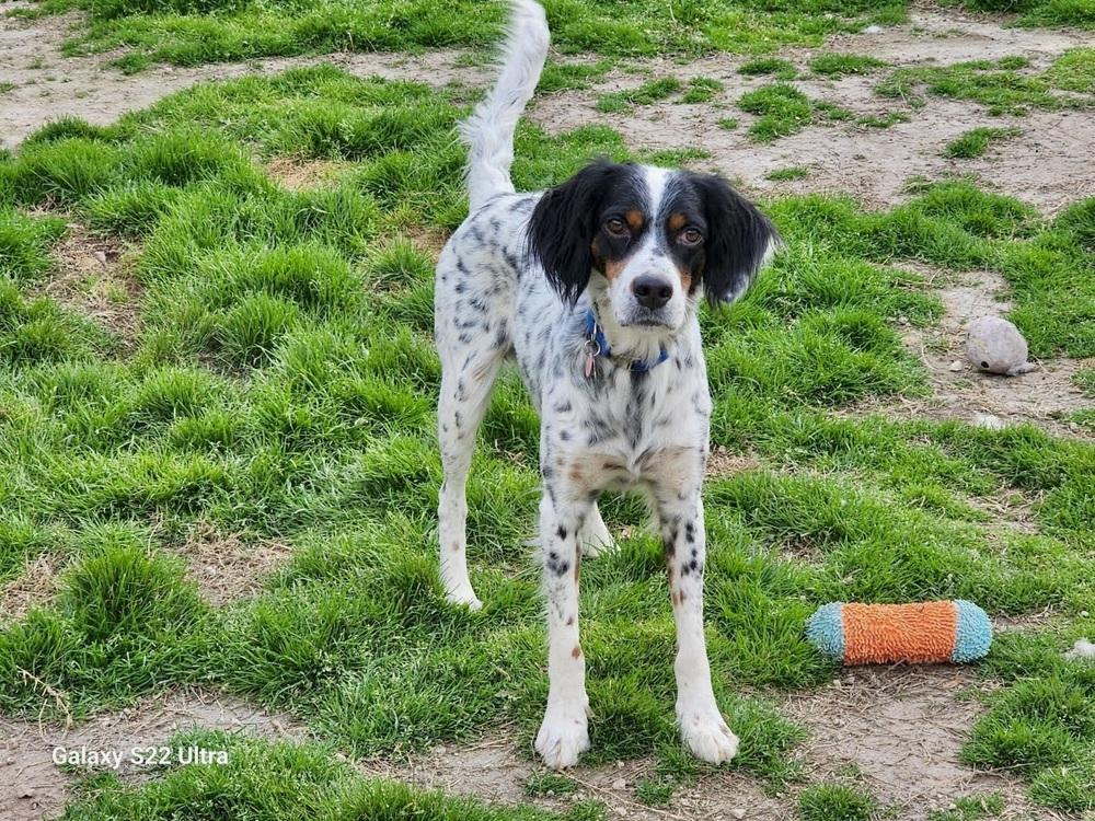 Enlarge Available - Charlie, a Adoptable English Setter in San Antonio, TX image 2/6