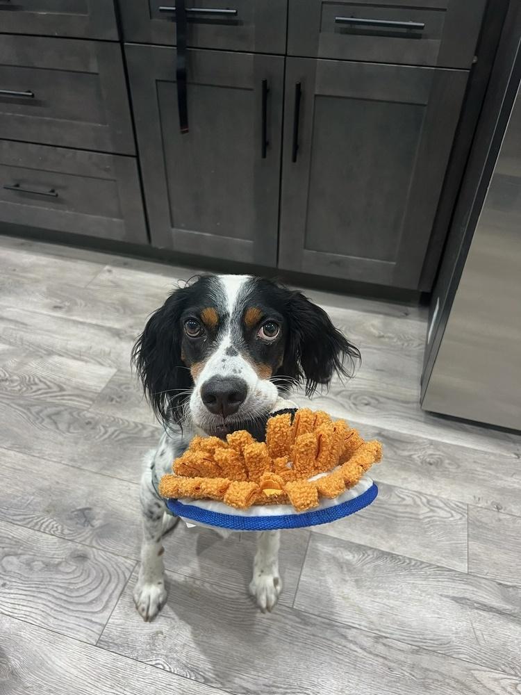 Enlarge Available - Charlie, a Adoptable English Setter in San Antonio, TX image 3/6