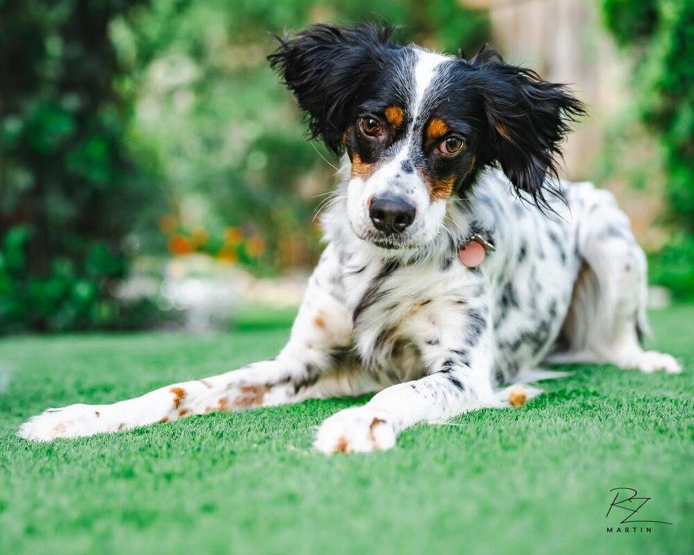 Enlarge Available - Charlie, a Adoptable English Setter in San Antonio, TX image 4/6