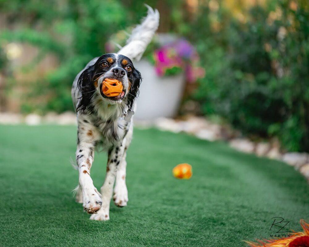 Enlarge Available - Charlie, a Adoptable English Setter in San Antonio, TX image 5/6