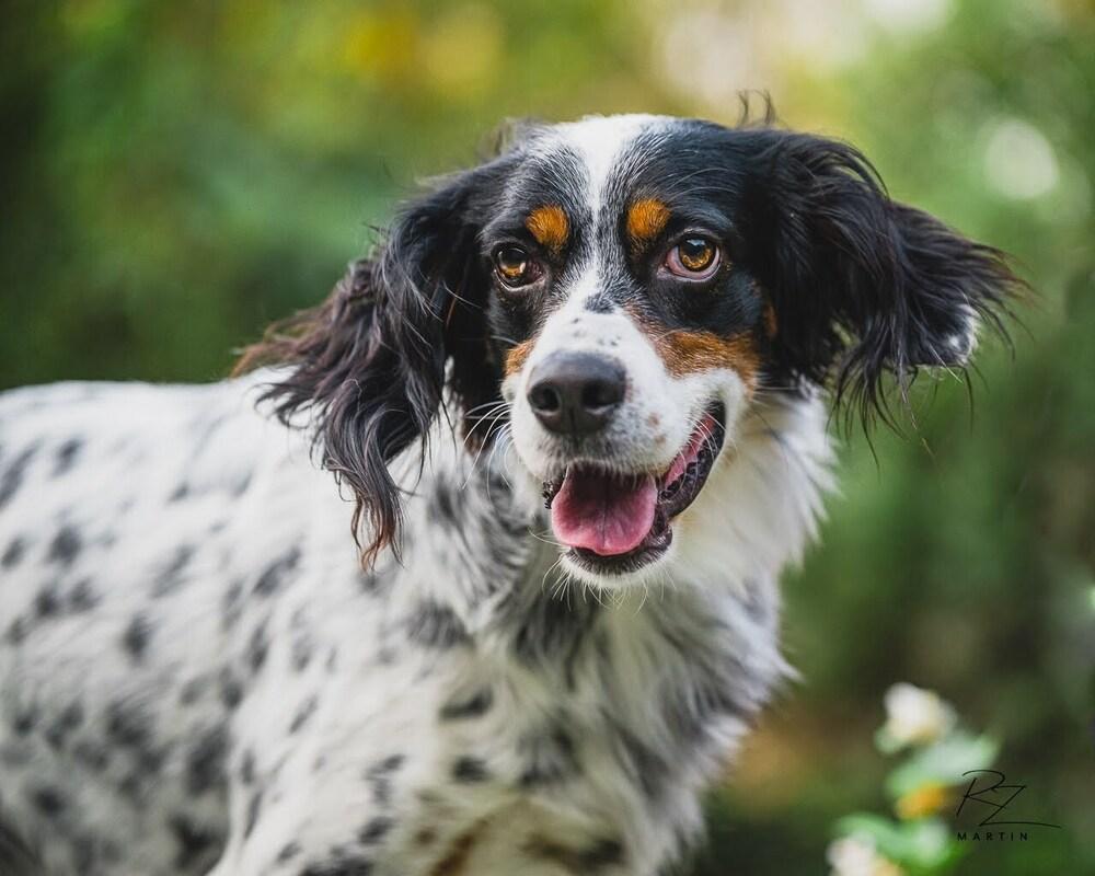 Enlarge Available - Charlie, a Adoptable English Setter in San Antonio, TX image 6/6