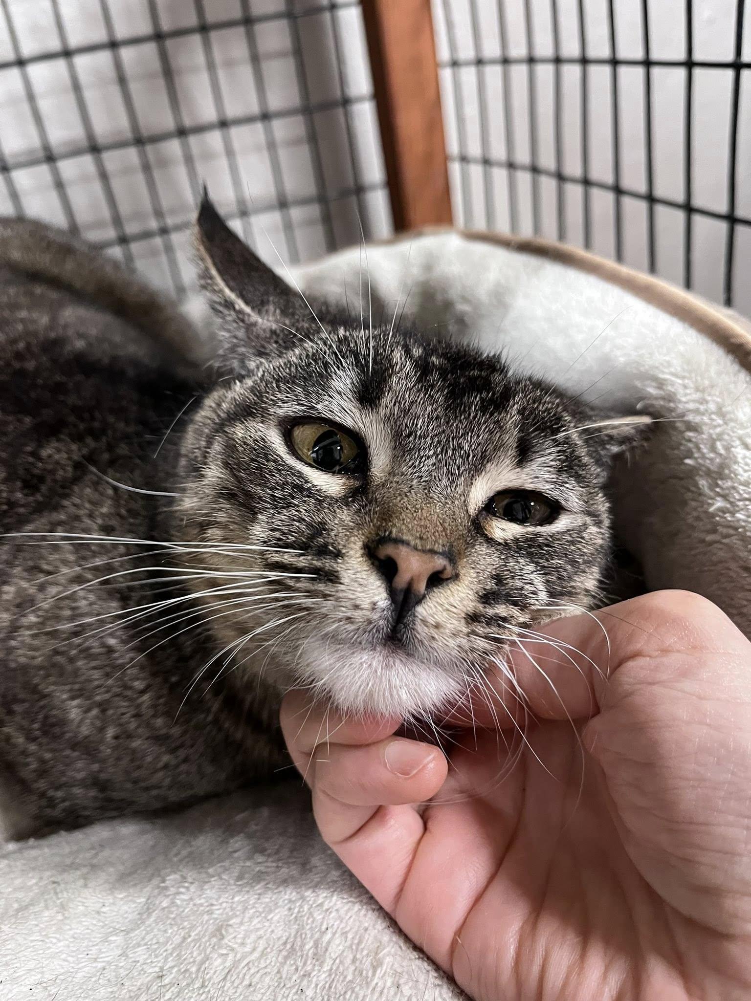 Faith, Adopted, Young Female Tabby & Domestic Short Hair.