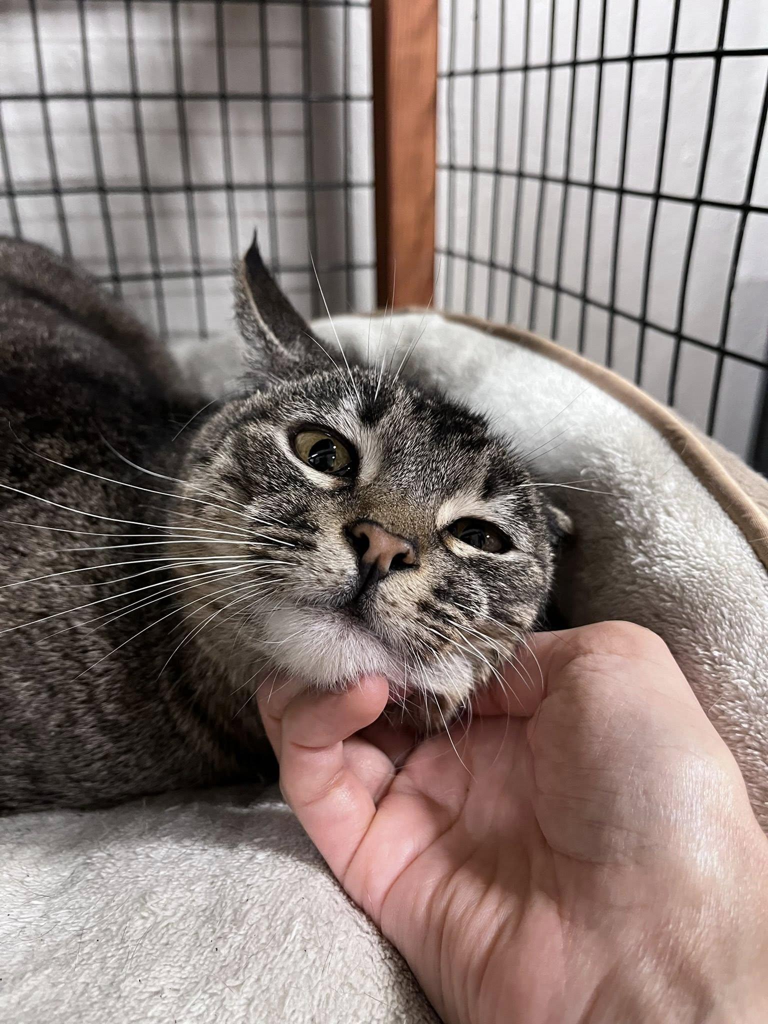 Enlarge Faith, a Adopted mixed breed in Walnut Creek, CA image 2/3