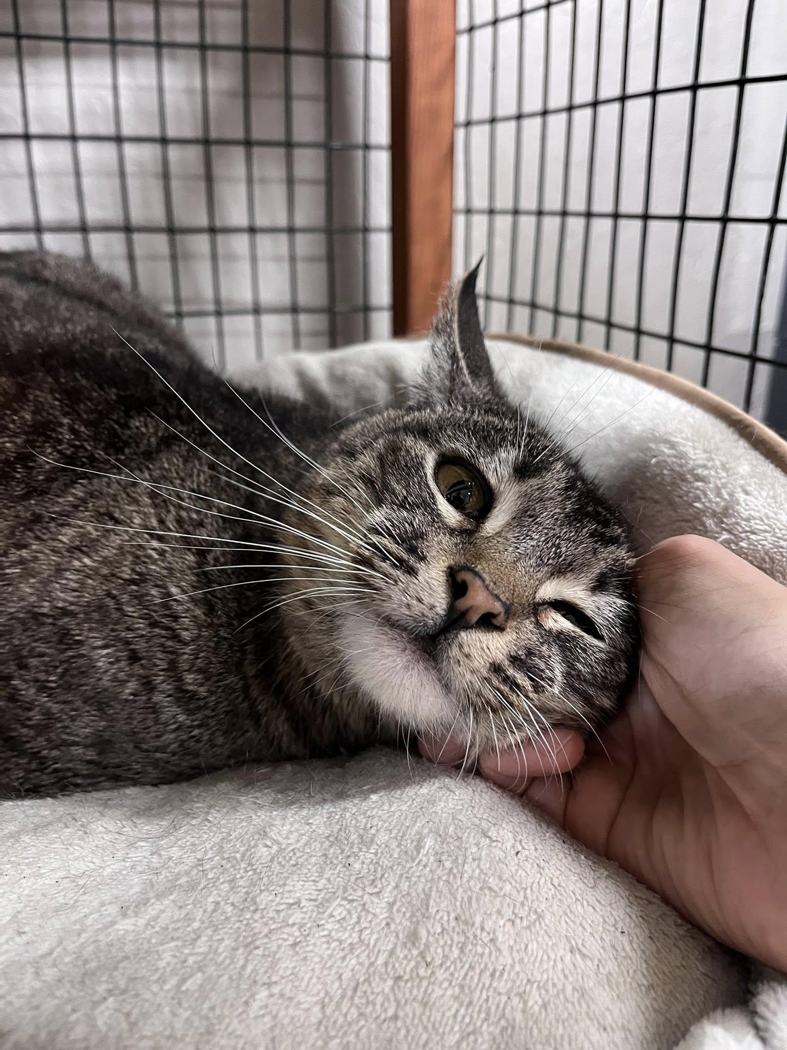 Enlarge Faith, a Adopted mixed breed in Walnut Creek, CA image 3/3