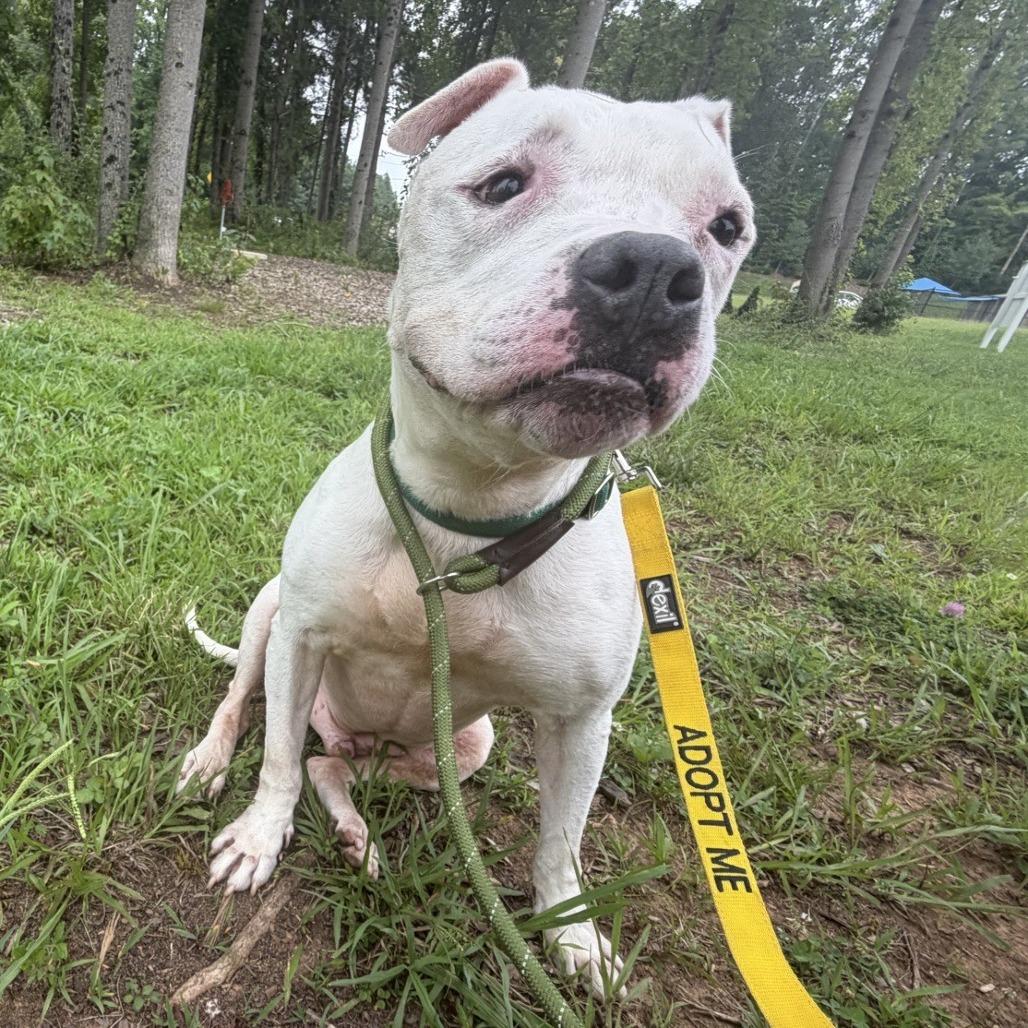 Enlarge Ice Hill, a Adoptable American Staffordshire Terrier in Greensboro, NC image 1/5