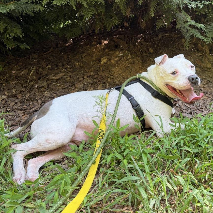 Enlarge Ice Hill, a Adoptable American Staffordshire Terrier in Greensboro, NC image 2/5