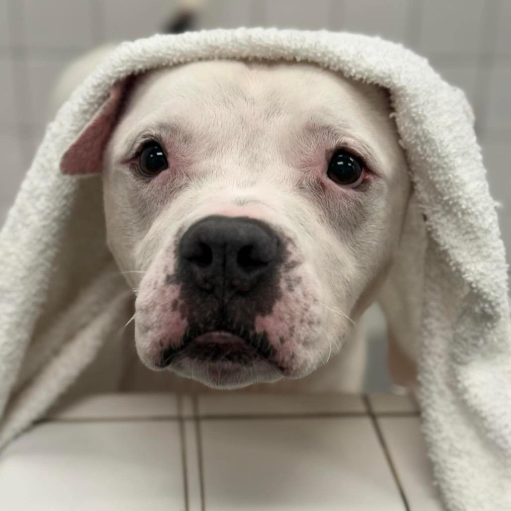 Enlarge Ice Hill, a Adoptable American Staffordshire Terrier in Greensboro, NC image 3/5