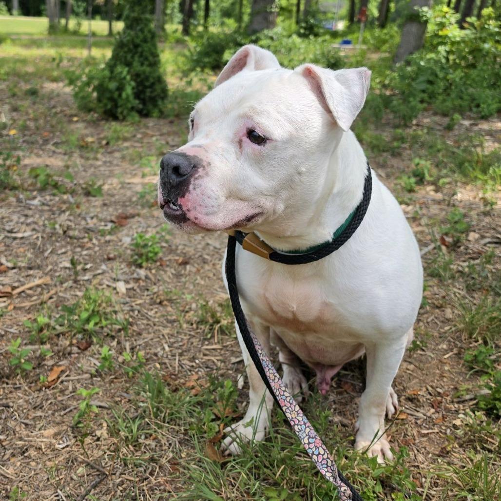Ice Hill, Adoptable, Senior Male American Staffordshire Terrier.