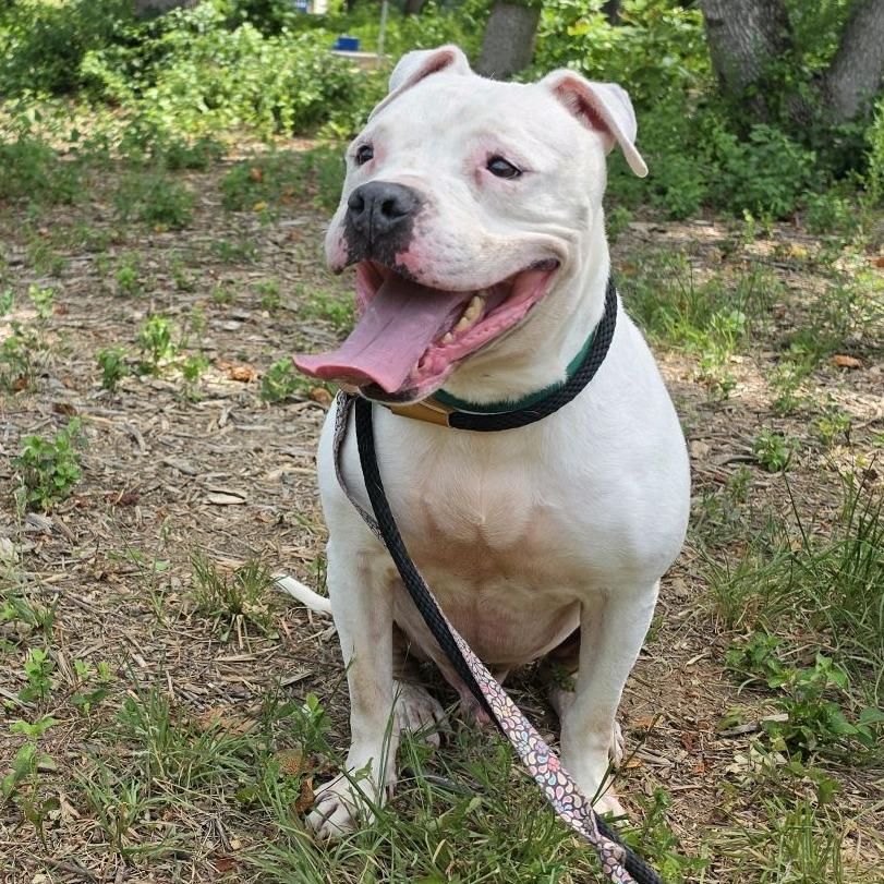 Ice Hill, a Adoptable American Staffordshire Terrier in Greensboro, NC image 2/6