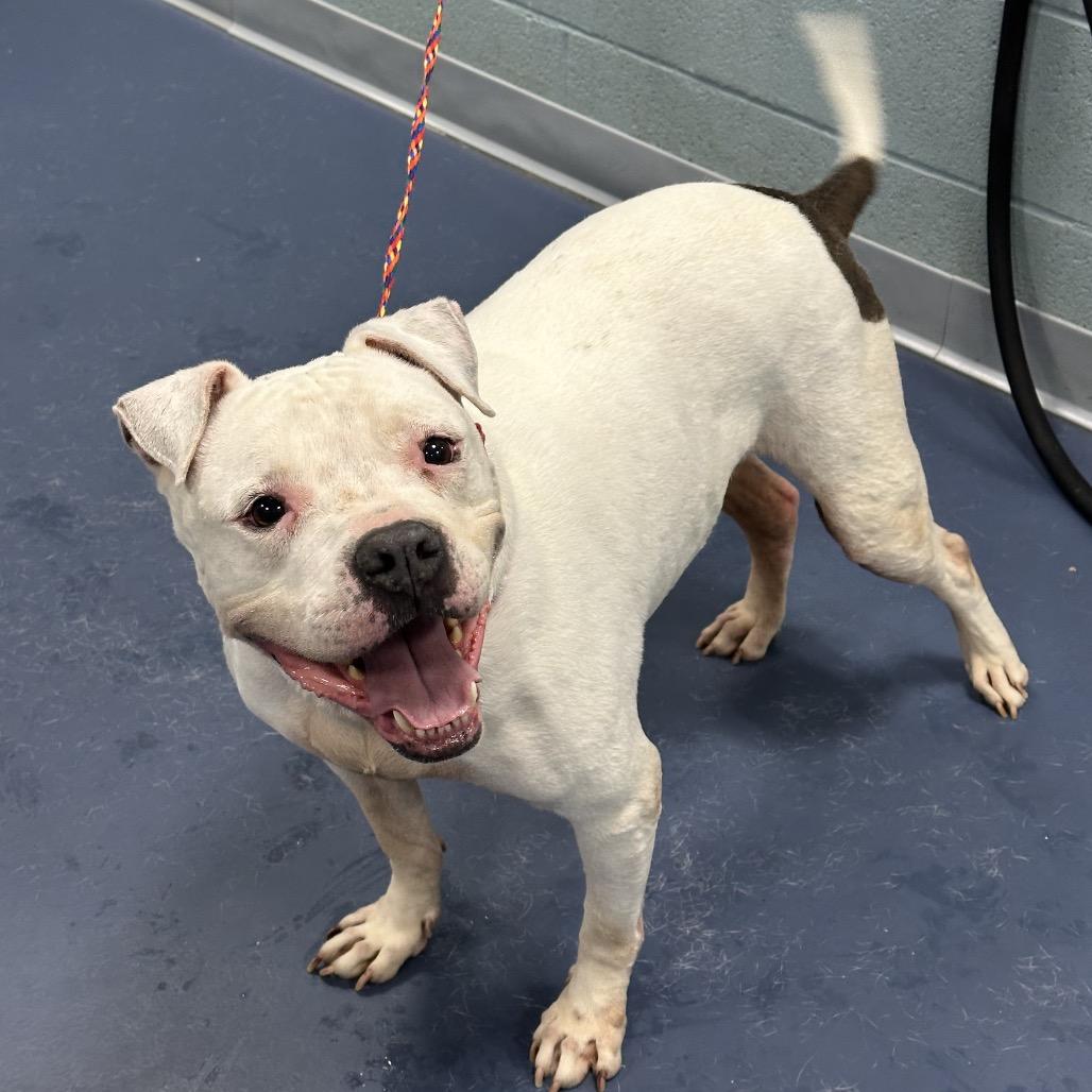 Ice Hill, a Adoptable American Staffordshire Terrier in Greensboro, NC image 3/6