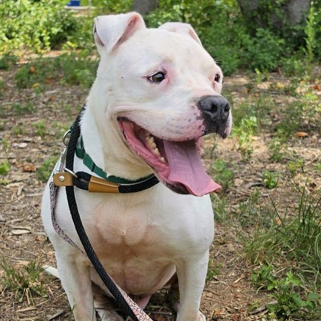 Ice Hill, a Adoptable American Staffordshire Terrier in Greensboro, NC image 4/6