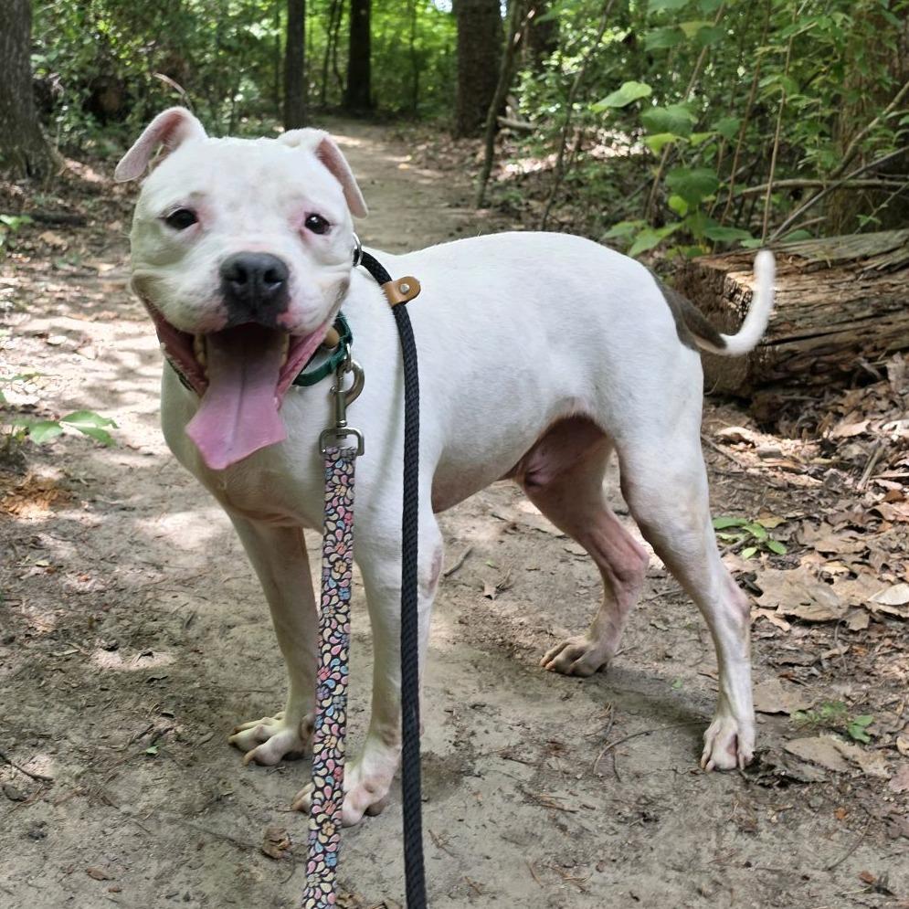 Ice Hill, a Adoptable American Staffordshire Terrier in Greensboro, NC image 5/6