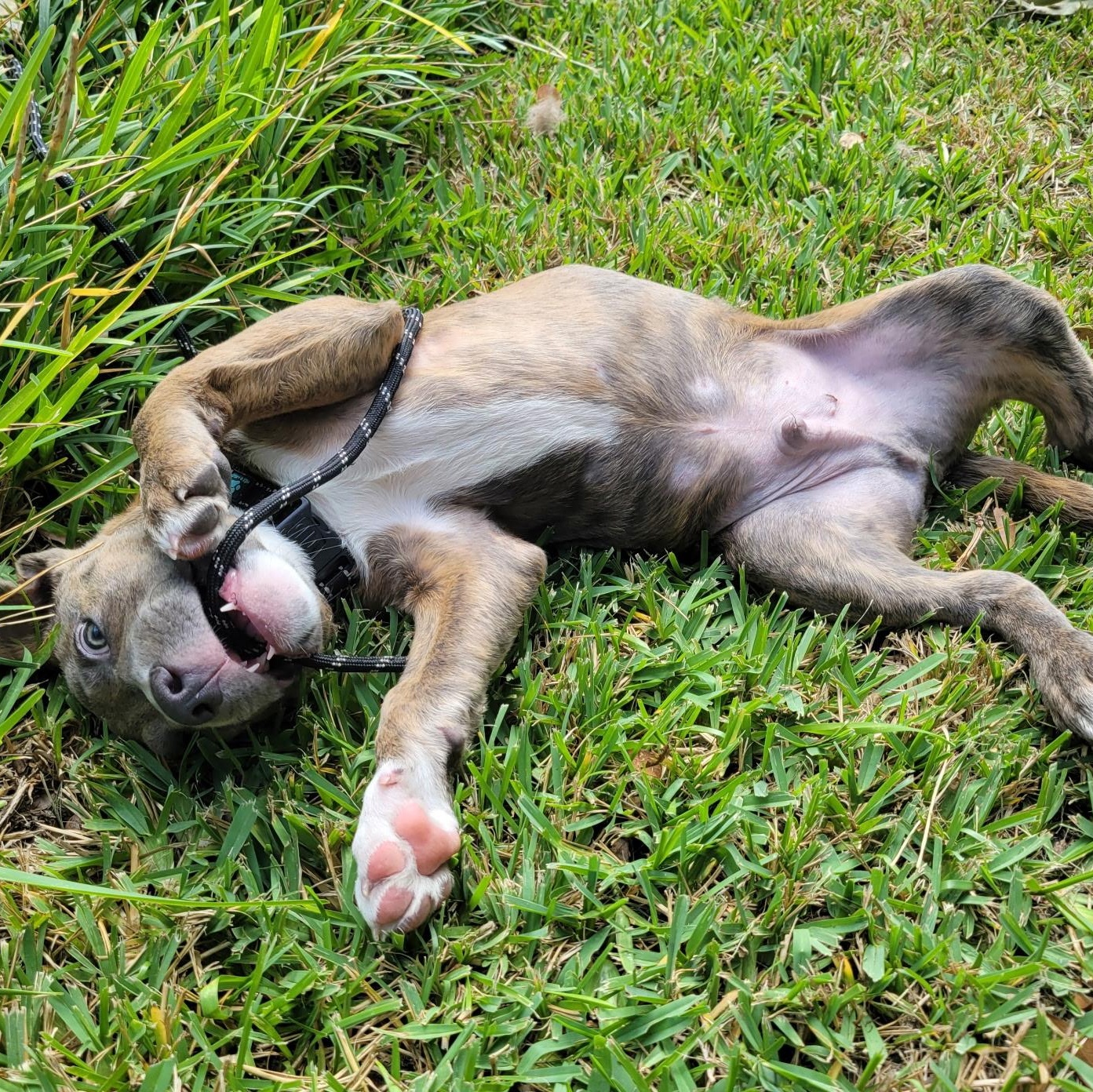 Enlarge Theo, a Adopted mixed breed in Myrtle Beach, SC image 3/3