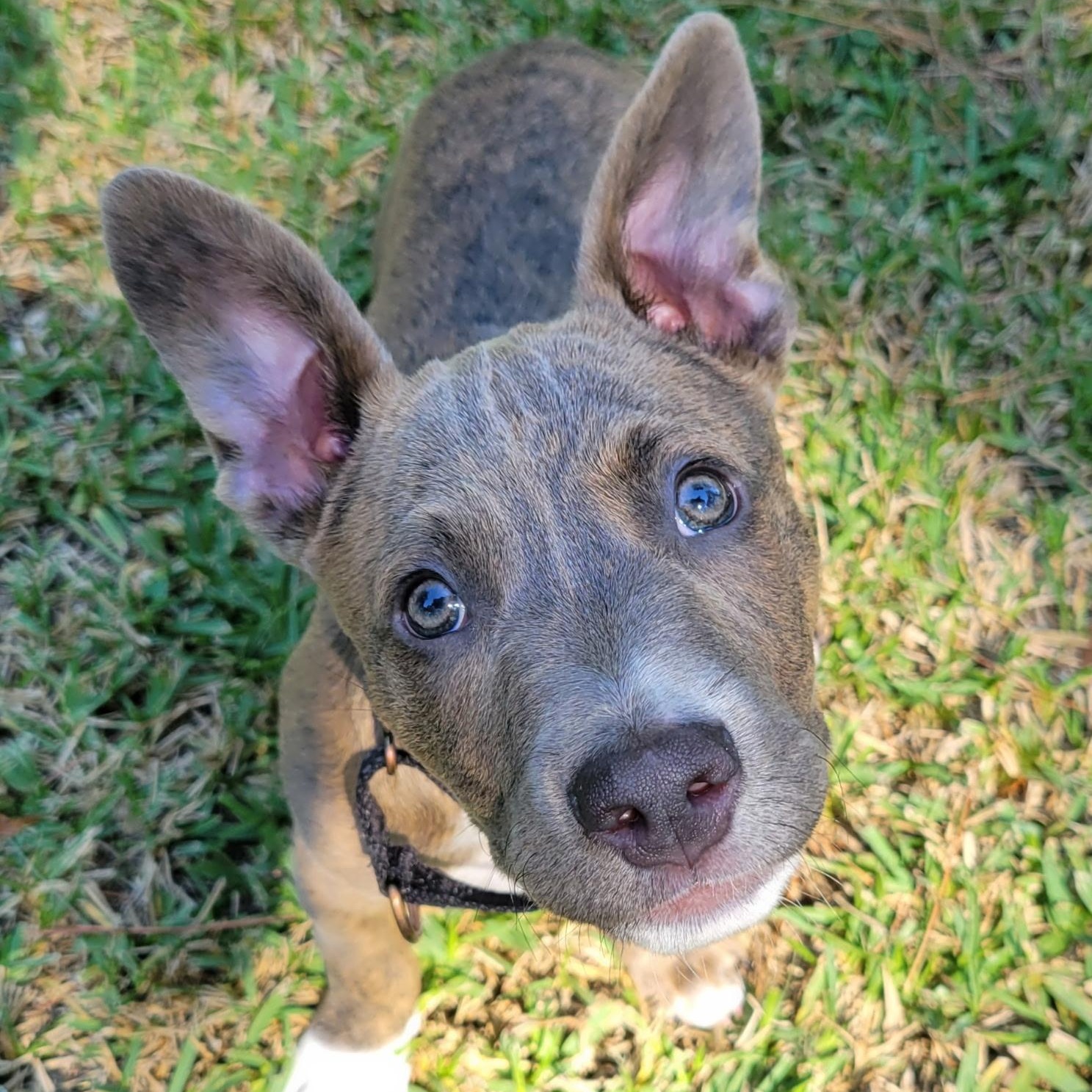 Enlarge Theo, a Adopted mixed breed in Myrtle Beach, SC image 1/3