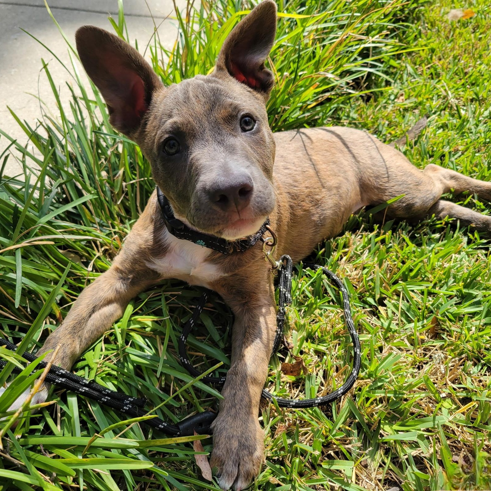 Enlarge Theo, a Adopted mixed breed in Myrtle Beach, SC image 2/3