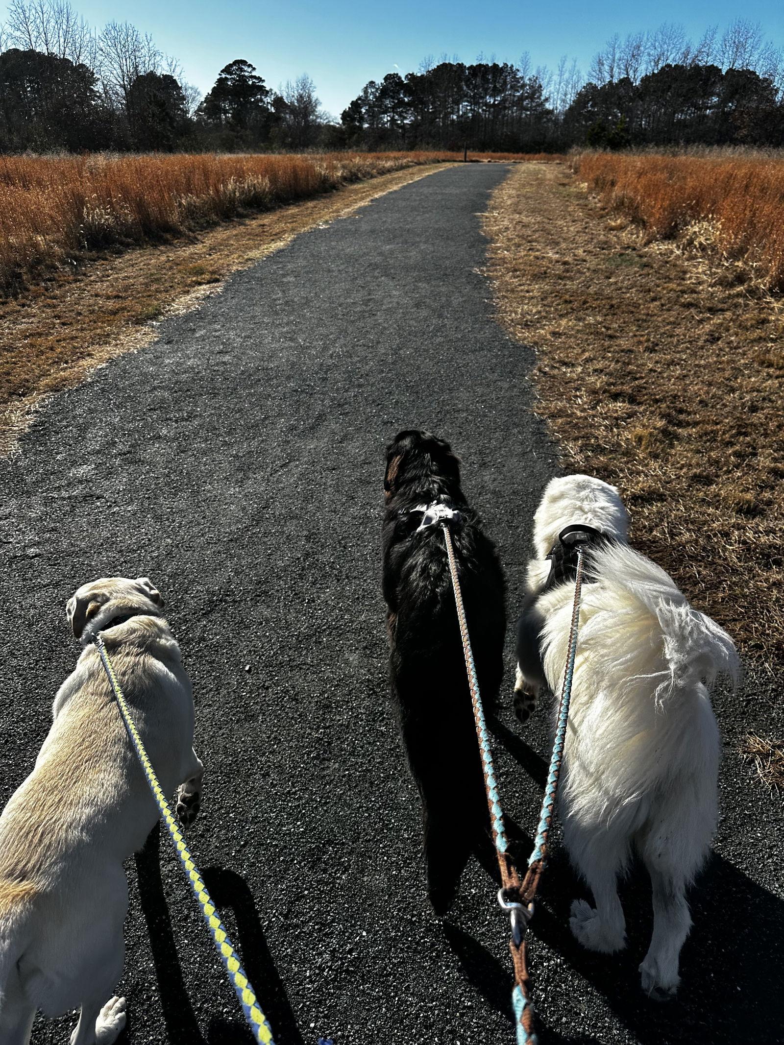 Nala, Adoptable, Young Female Great Pyrenees.
