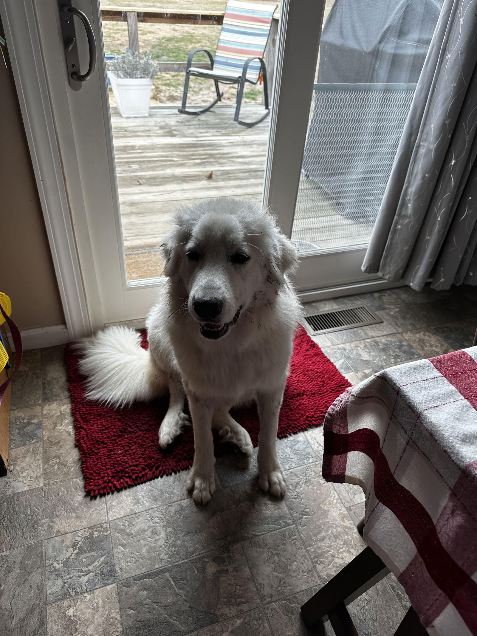 Enlarge Nala, a Adoptable Great Pyrenees in Forest Hill, MD image 2/3