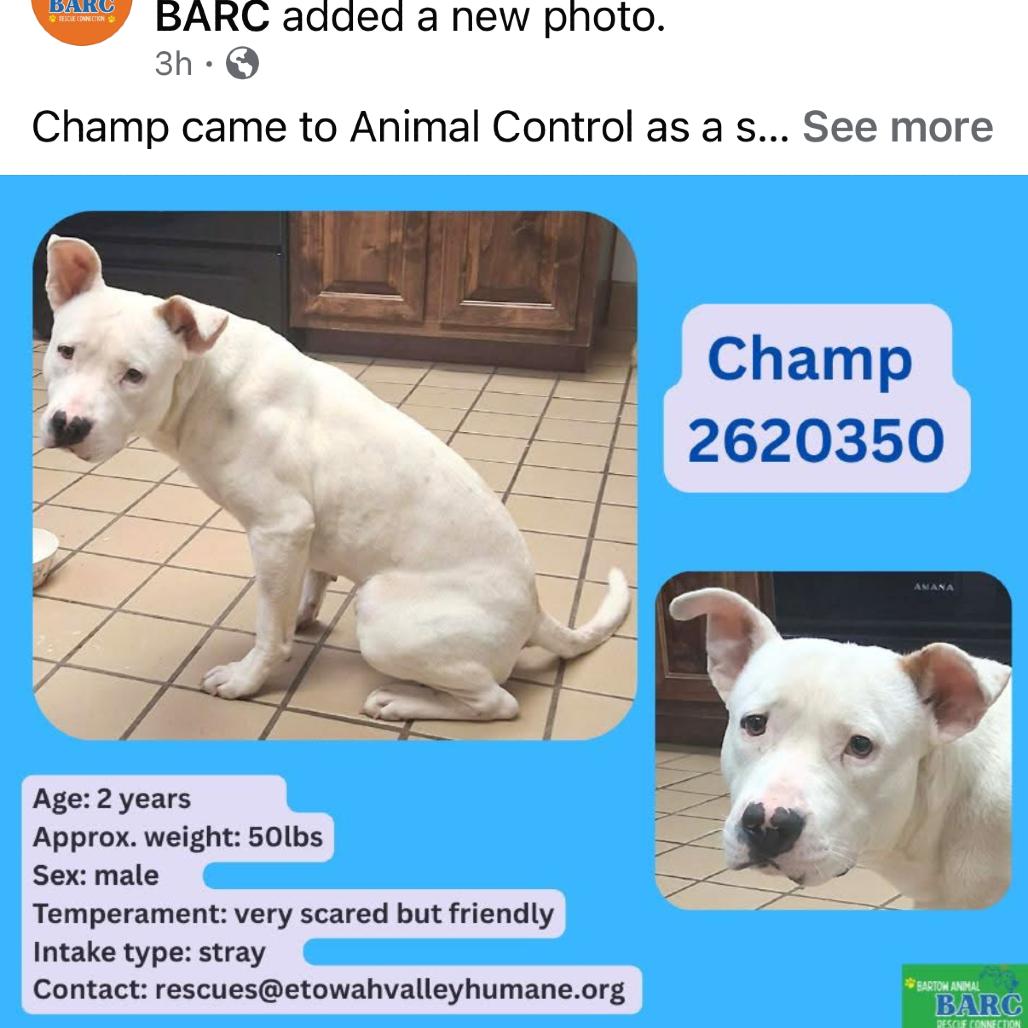 Chance, Adoptable, Adult Male Staffordshire Bull Terrier & Labrador Retriever.
