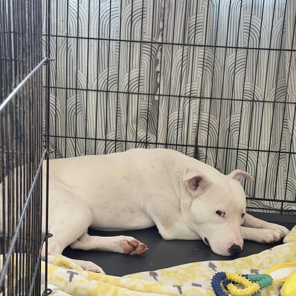 Enlarge Chance, a Adoptable mixed breed in Cartersville, GA image 2/3