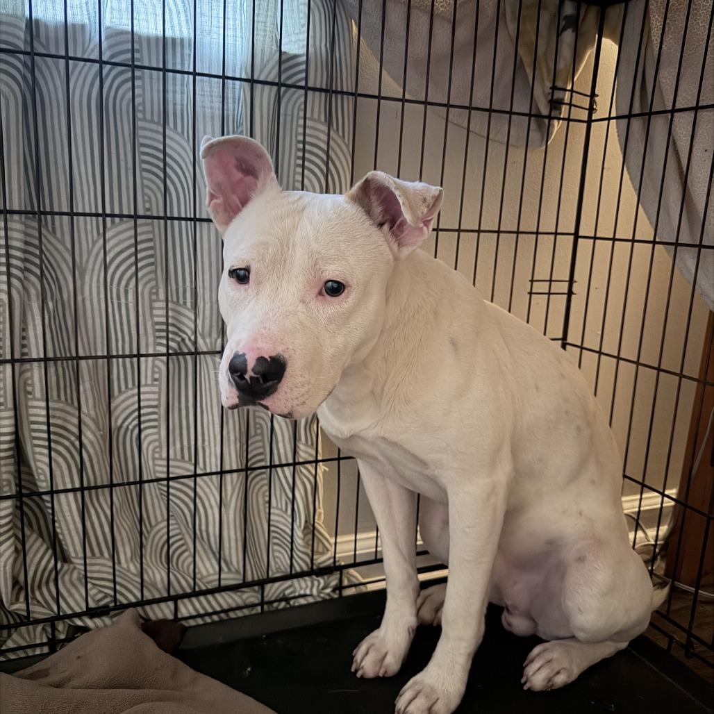 Enlarge Chance, a Adoptable mixed breed in Cartersville, GA image 3/3