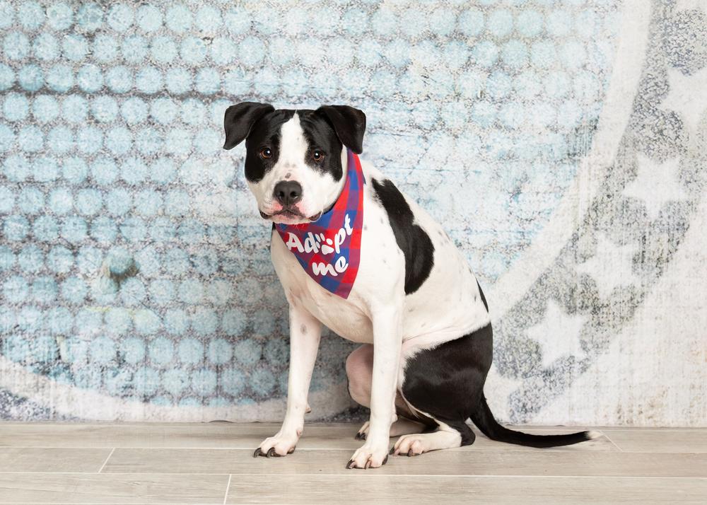 Duke, a Adoptable mixed breed in Frisco, TX image 1/6