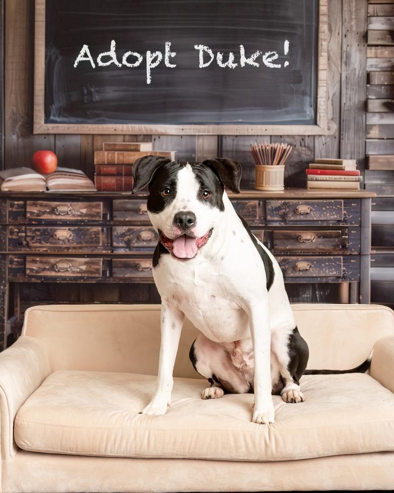 Duke, a Adoptable mixed breed in Frisco, TX image 2/6