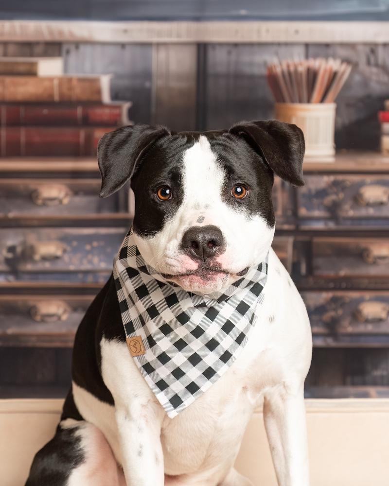 Duke, a Adoptable mixed breed in Frisco, TX image 3/6