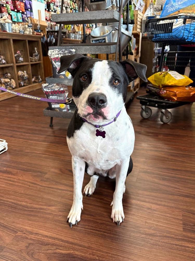 Duke, a Adoptable mixed breed in Frisco, TX image 4/6