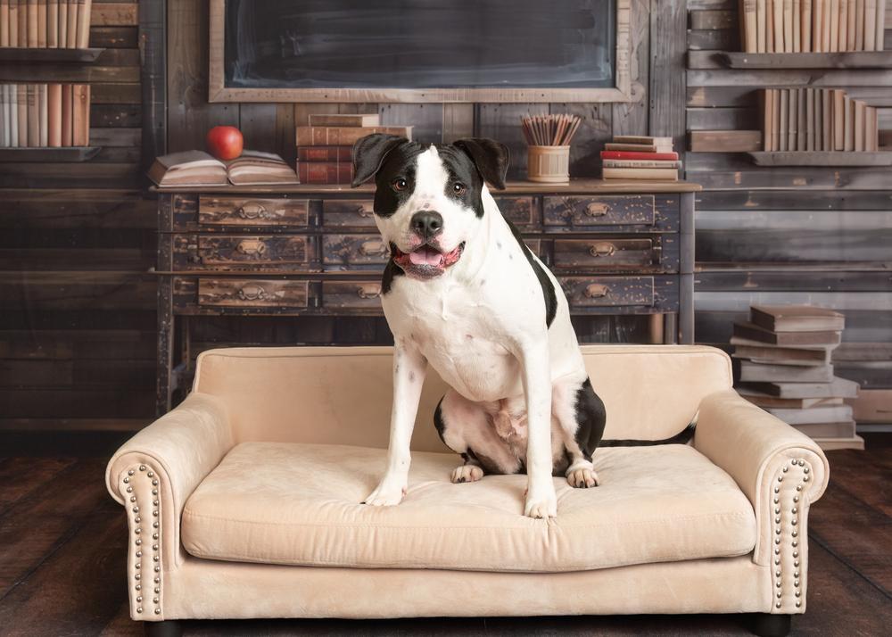 Duke, a Adoptable mixed breed in Frisco, TX image 5/6