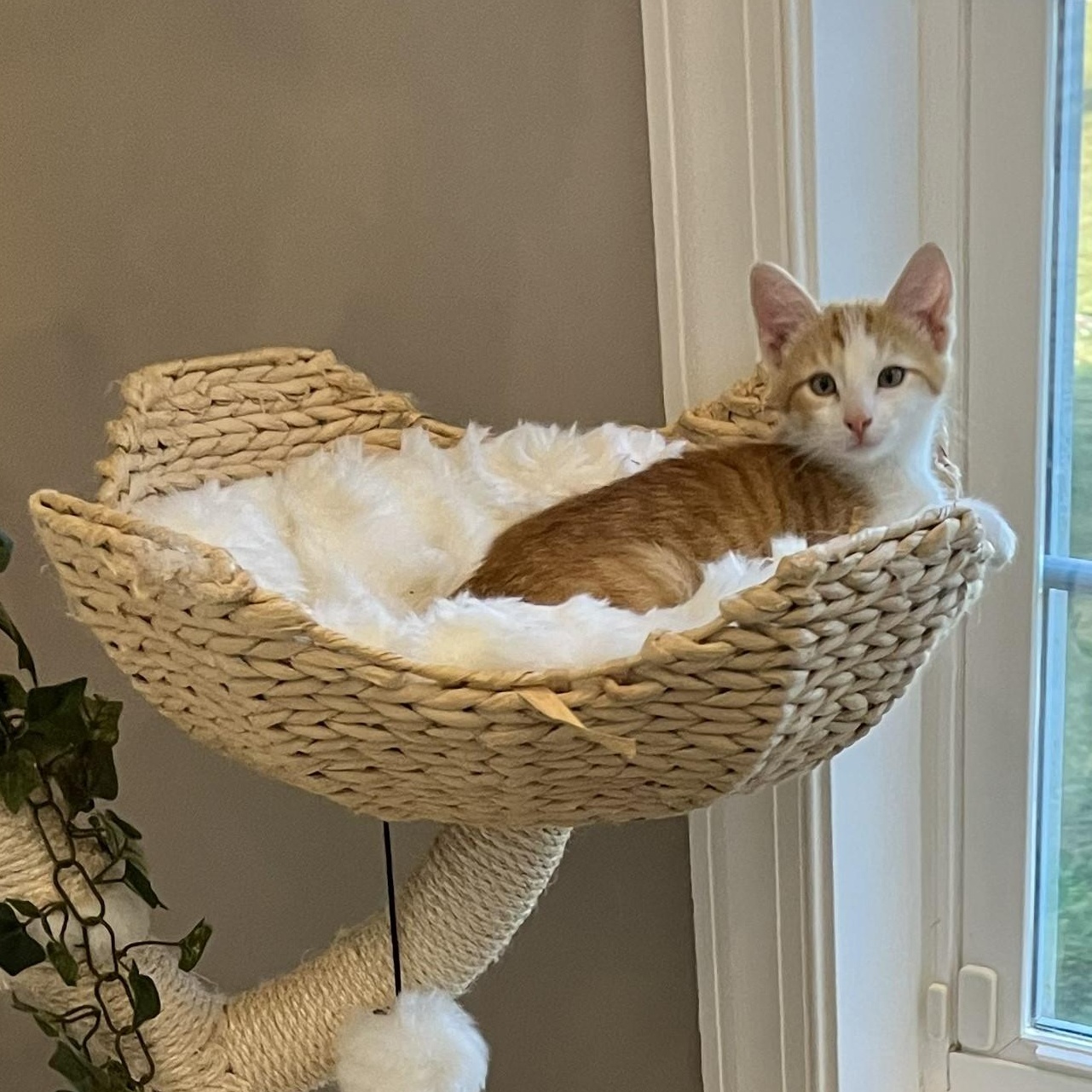 Enlarge MILO, a Adopted Domestic Short Hair in Renfrew, PA image 1/2