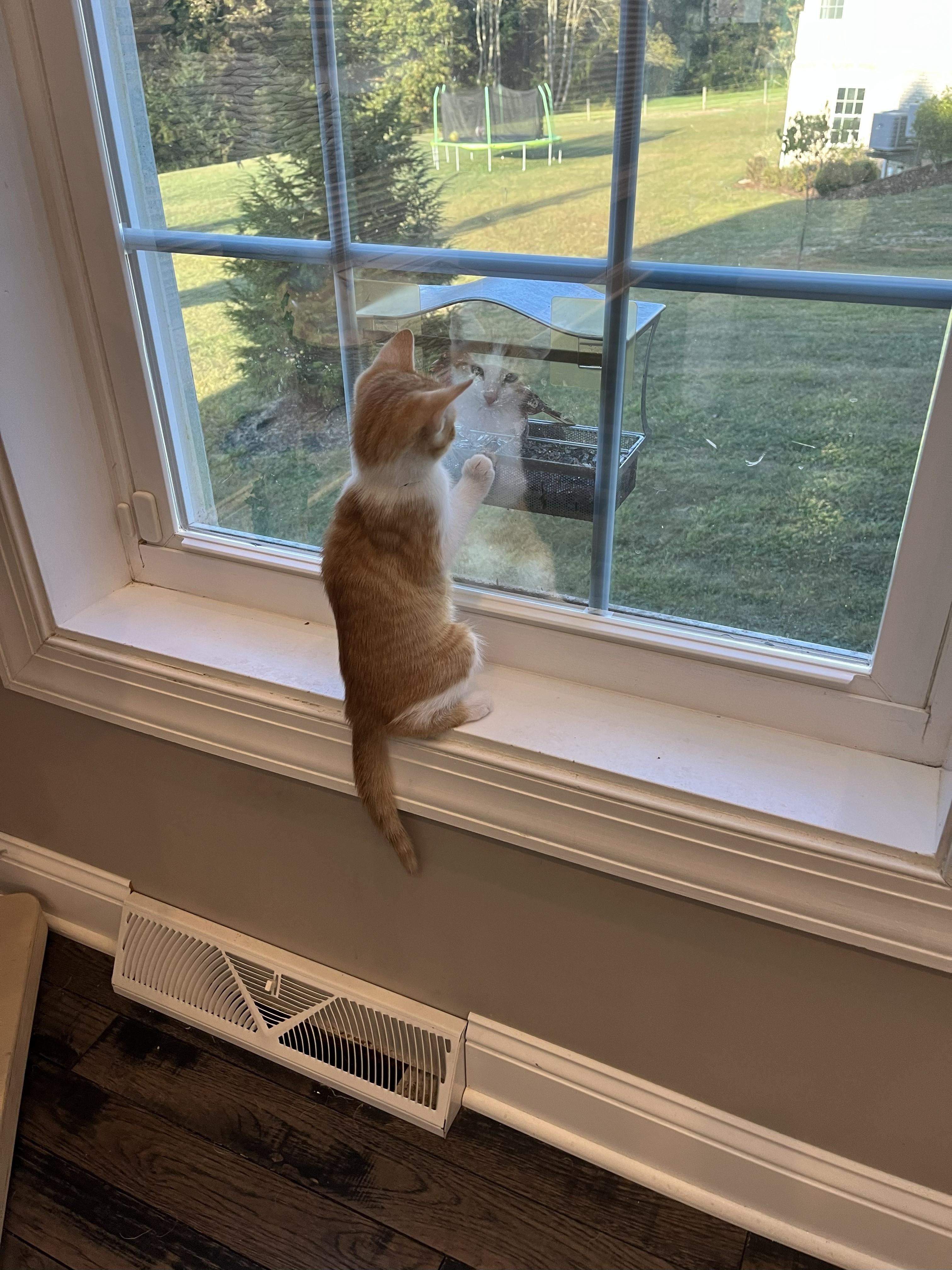 Enlarge MILO, a Adopted Domestic Short Hair in Renfrew, PA image 2/2