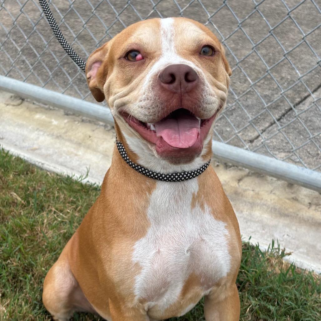 Mona, Adoptable, Young Female Boxer & Mixed Breed.