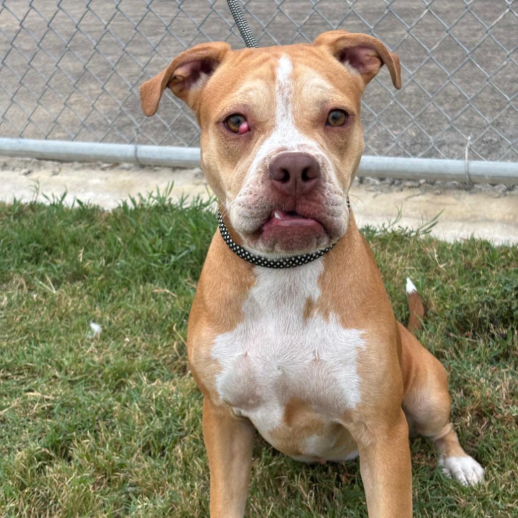 Enlarge Mona, a Adoptable mixed breed in League City, TX image 2/2